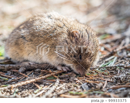 A closeup of a Common vole, Microtus arvalis, on the ground with a blurry background A closeup of a Common vole, Microtus arvalis, on the ground with a blurry background 99933375