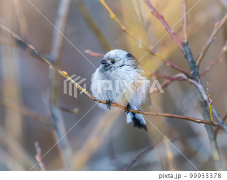European long-tailed tit, latin name Aegithalos caudatus. A bird sitting on a branch in a deciduous forest. European long-tailed tit, latin name Aegithalos caudatus. A bird sitting on a branch in a deciduous forest. 99933378