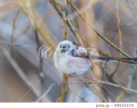 European long-tailed tit, latin name Aegithalos caudatus. A bird sitting on a branch in a deciduous forest. 99933379