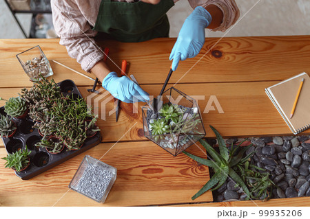 Top view of woman florist making succulent plant composition at floral design studio Top view of woman florist making succulent plant composition at floral design studio 99935206
