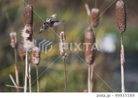 アンナハチドリが巣ずくりの材料を集める様子。 バンク-バ-ブリティッシュコロンビア カナダ アンナハチドリが巣ずくりの材料を集める様子。 バンク-バ-ブリティッシュコロンビア カナダ 99935589