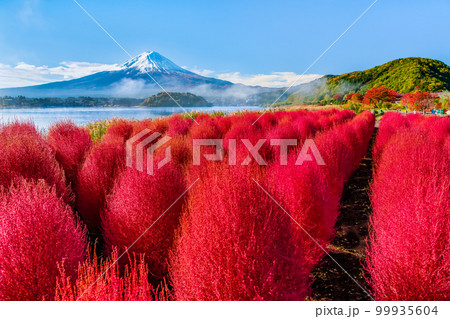 深紅に紅葉したコキアと富士山　～河口湖・大石公園～ 99935604