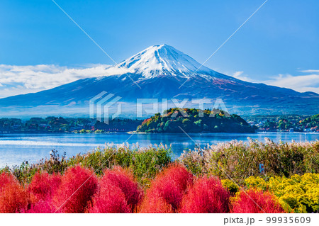 深紅に紅葉したコキアと富士山 ~河口湖・大石公園~ 深紅に紅葉したコキアと富士山 ~河口湖・大石公園~ 99935609