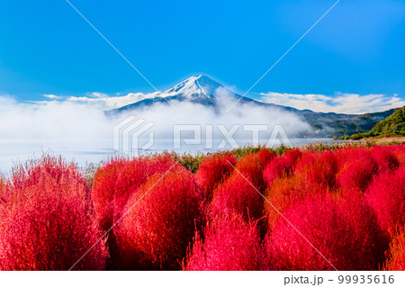 深紅に紅葉したコキアと富士山　～河口湖・大石公園～ 99935616