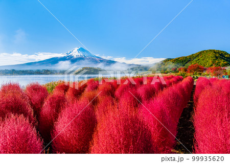 深紅に紅葉したコキアと富士山　～河口湖・大石公園～ 99935620