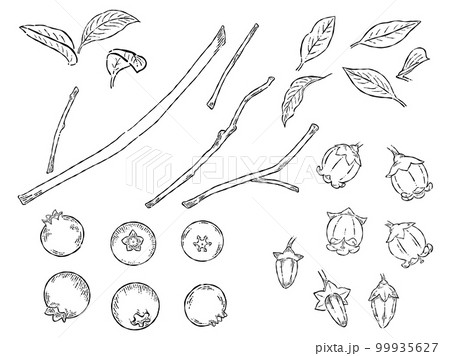 ペン画のブルーベリーのイラスト素材 99935627