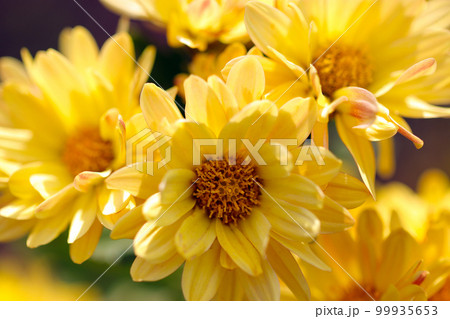 太陽の自然光を受ける明るい黄色のスプレーマム（スプレー菊）の花たち。 99935653
