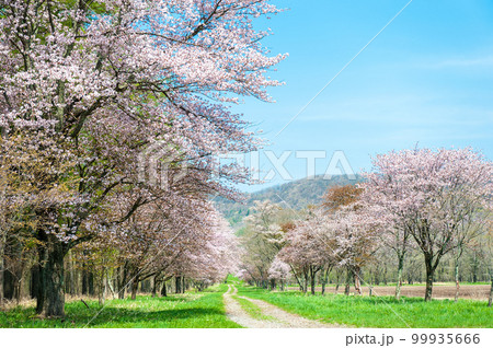 静内二十間通り桜_7204 99935666
