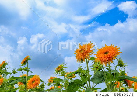 あけのひまわりフェスティバル ( 茨城県 筑西市 ) 99935673