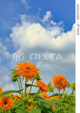 あけのひまわりフェスティバル ( 茨城県 筑西市 ) あけのひまわりフェスティバル ( 茨城県 筑西市 ) 99935684