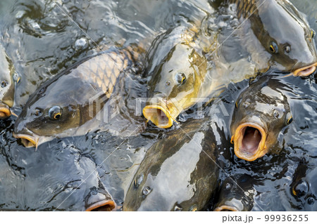 エサを食べようと寄ってきた沢山の鯉 99936255