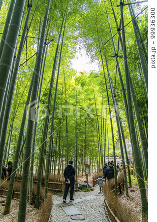 【神奈川県】鎌倉にある報国寺の竹林 99936300