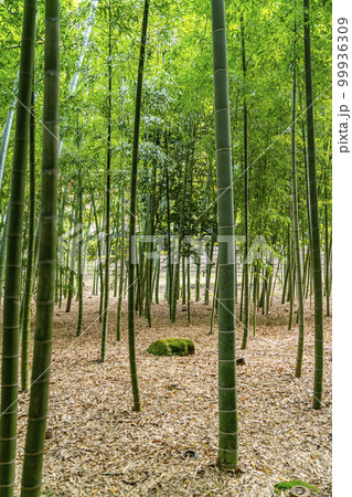 【神奈川県】鎌倉にある報国寺の竹林 99936309