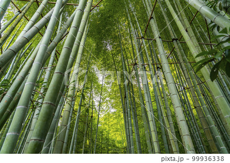 【神奈川県】鎌倉にある報国寺の竹林 99936338