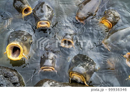 エサを食べようと寄ってきた沢山の鯉 99936346