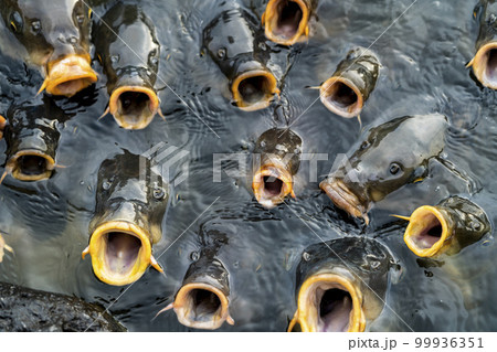 エサを食べようと寄ってきた沢山の鯉 99936351