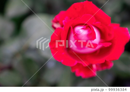 Red and White Rose and Rosebuds in Garden, Close Up, Selective Focus. Rose blooms on a background of green leaves. Summer flower. Natural background. 99936384