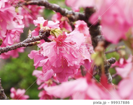 寒緋桜 寒緋桜 99937886