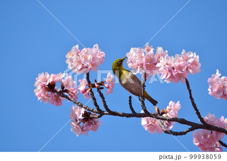 河津桜とメジロ 99938059