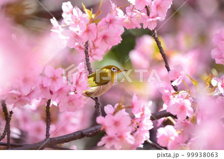 河津桜とメジロ 99938063