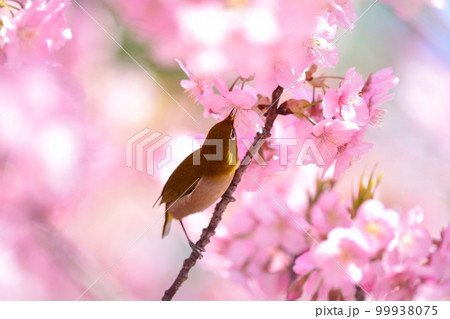 河津桜とメジロ 99938075
