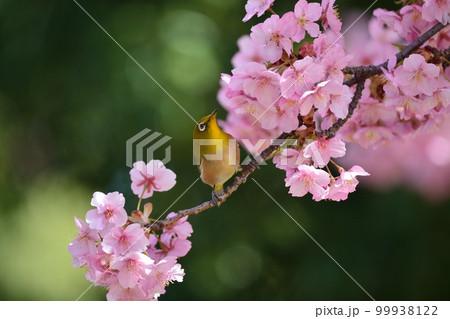 河津桜とメジロ 99938122