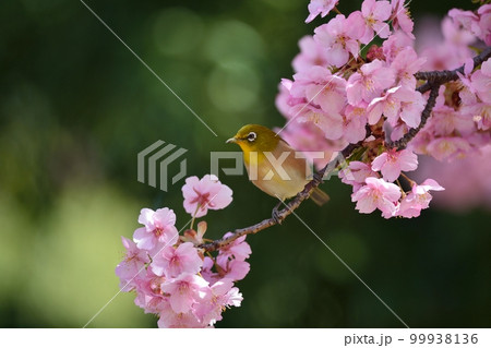 河津桜とメジロ 99938136