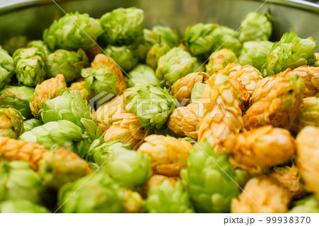 Green and orange fresh hop cones for making beer and bread in a stainless steel bowl. close up. macro Green and orange fresh hop cones for making beer and bread in a stainless steel bowl. close up. macro 99938370