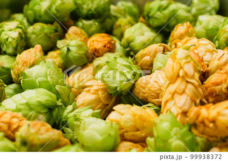Green and orange fresh hop cones for making beer and bread in a stainless steel bowl. close up. macro 99938372