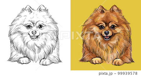 Pomeranian dog vector illustration close up portrait Pomeranian dog vector illustration close up portrait 99939578