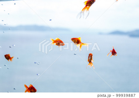 空中を散歩する金魚 99939887
