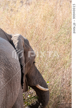Close-up of a deser elephant Close-up of a deser elephant 99940015
