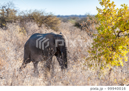 An African Elephant browsing through the bushes of Etosha National Park An African Elephant browsing through the bushes of Etosha National Park 99940016