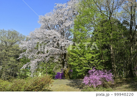 越生町五大尊つつじ山公園の桜にミツバツツジ 越生町五大尊つつじ山公園の桜にミツバツツジ 99940220