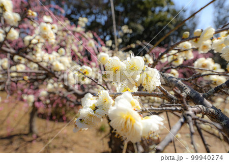 伊勢小俣　しだれ梅 99940274
