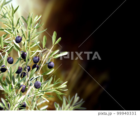 Horizontal banner with ripe black olives on olive tree. Olive branch close up on abstract background 99940331