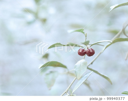 ロシアンオリーブ ロシアンオリーブ 99940377