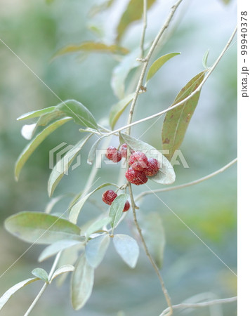 ロシアンオリーブ ロシアンオリーブ 99940378