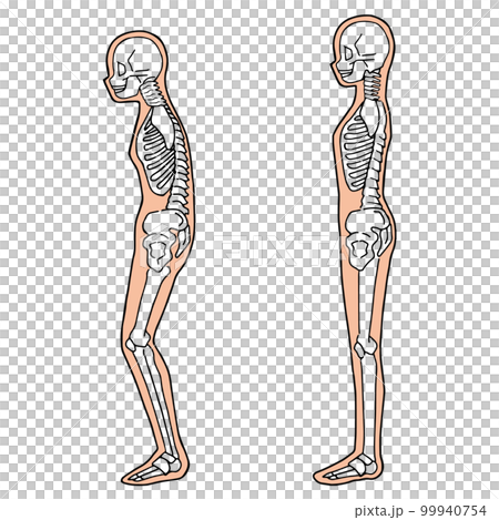 人體骨骼圖 從側面看全身 人體骨骼圖 從側面看全身 99940754