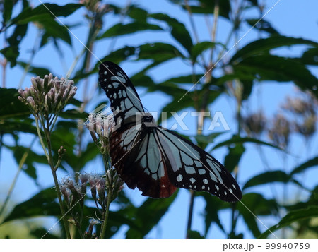 アサギマダラ　チョウ　蝶 99940759