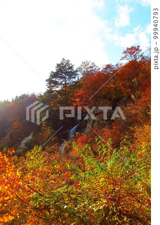 面白山紅葉川渓谷 紅葉 黄葉 面白山紅葉川渓谷 紅葉 黄葉 99940793
