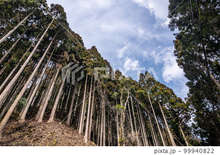 京都鞍馬の針葉樹林 99940822