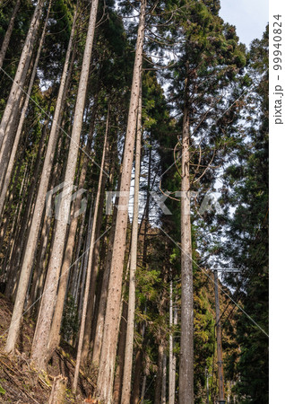 京都鞍馬の針葉樹林 99940824