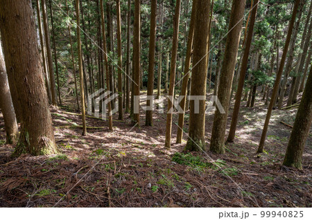 京都鞍馬の針葉樹林 京都鞍馬の針葉樹林 99940825