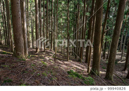 京都鞍馬の針葉樹林 99940826