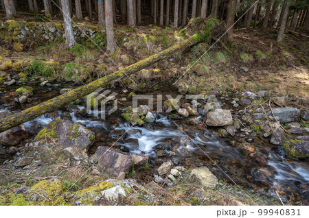 鞍馬川に横たわる倒木 99940831