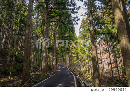 針葉樹林の中を縫い花背峠へと続く道　府道38号線 99940832