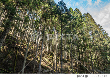 京都洛北貴船の針葉樹林 99940846