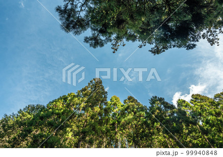 京都洛北貴船の針葉樹林 京都洛北貴船の針葉樹林 99940848