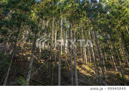 京都洛北貴船の針葉樹林 京都洛北貴船の針葉樹林 99940849